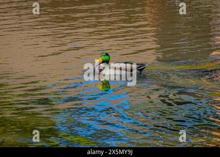 USA, Colorado, Fort Collins. Männliche Stockenten im Wasser. Stockfoto