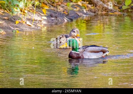 USA, Colorado, Fort Collins. Stockenten im Wasser. Stockfoto