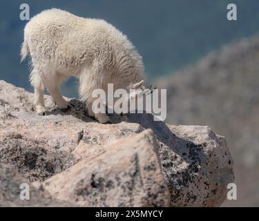 Rocky Mountain Goat on Ledge, Mount Evans Wilderness Area, Colorado Stockfoto