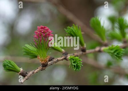 Blühender Frühlingszweig einer Lärchennahmaufnahme. Natürlicher Frühling Hintergrund. Stockfoto