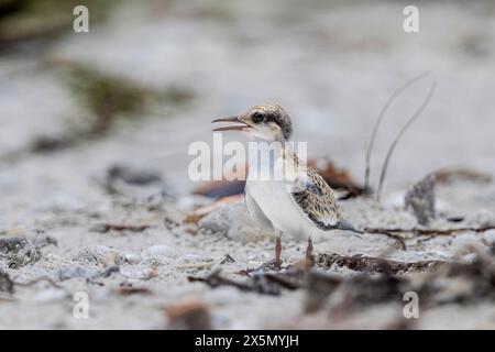 Ein einsames Seeschwalbenmädchen an einem Niststrand. Stockfoto