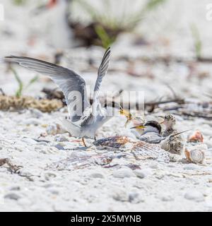 Eine Seeschwalbe füttert ihrem jungen Küken einen Fisch. Stockfoto