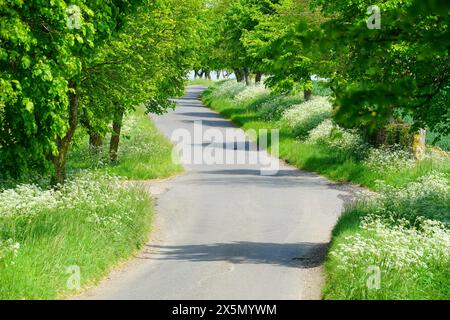 Mit Kuh-Petersilie gesäumte Straße von Buckland nach Barkway Stockfoto