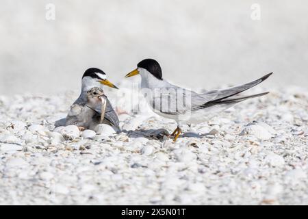 Eine Seeschwalbe füttert ihrem jungen Küken einen Fisch. Stockfoto