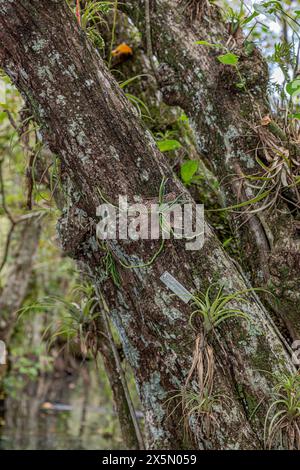 Geisterorchidee, in Sackleinen gewebt, an einem Baum in einem Sümpfe Floridas befestigt. Stockfoto