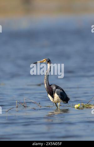 Dreifarbiger Reiher, der in einem flachen Sumpfgebiet zusieht. Stockfoto