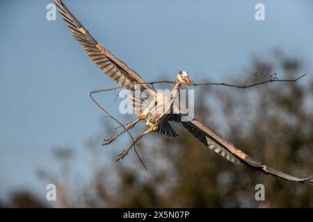 Ein großer blauer Reiher landet und Nestbaumaterial mitbringt. Stockfoto