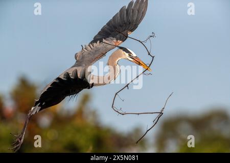 Ein großer blauer Reiher landet und Nestbaumaterial mitbringt. Stockfoto