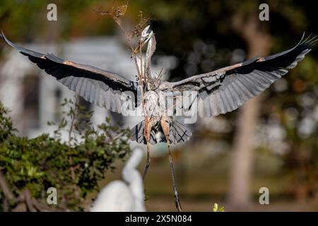 Ein großer blauer Reiher landet und Nestbaumaterial mitbringt. Stockfoto