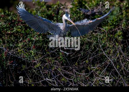 Ein großer blauer Reiher landet und Nestbaumaterial mitbringt. Stockfoto