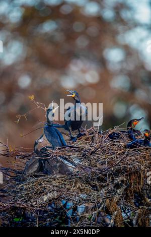 Ein Paar erwachsener Doppelkormorane spricht über das Leben in einer Vogelkolonie. Stockfoto