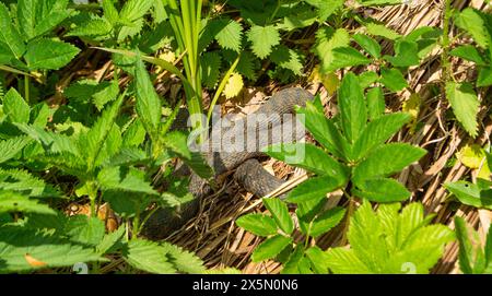 Würfelschlange versteckt sich im Busch Stockfoto