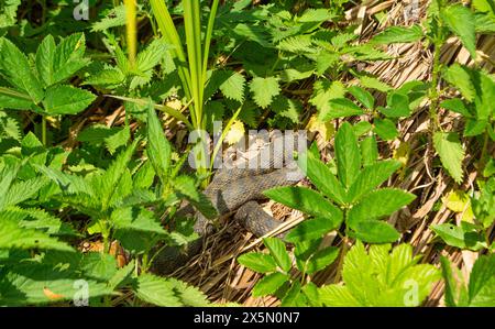 Würfelschlange versteckt sich im Busch Stockfoto