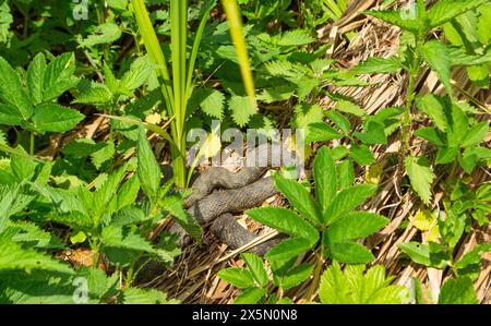 Würfelschlange versteckt sich im Busch Stockfoto