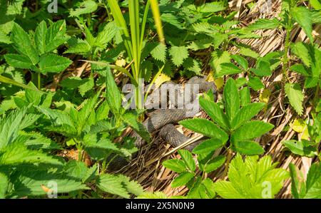 Würfelschlange versteckt sich im Busch Stockfoto