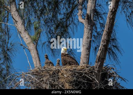 Sie nisten Weißkopfseeadler mit Jungen auf Marco Island, Florida. Stockfoto