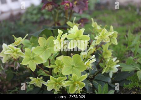 Hellgrüne und gelbe Blüten aus Helleborden wachsen im Frühjahr in einem Garten mit verschwommenem Hintergrund in Trevor, Wisconsin, USA Stockfoto