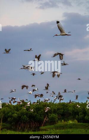 Erwachsene und junge weiße ibis verlassen ihr Kolonialzimmer früh am Morgen in Südflorida. Stockfoto