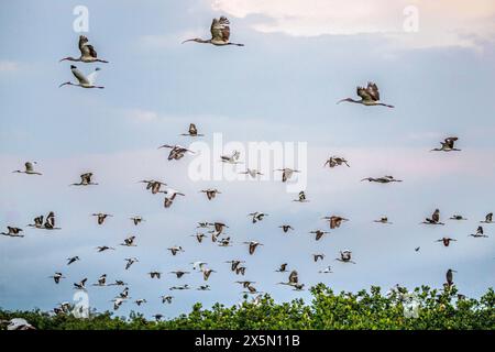 Erwachsene und junge weiße ibis verlassen ihr Kolonialzimmer früh am Morgen in Südflorida. Stockfoto