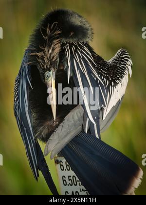 Männliche Anhinga Preening mit Öldrüse zur Abdichtung, Anhinga Trail, Everglades National Park, Florida, USA Stockfoto