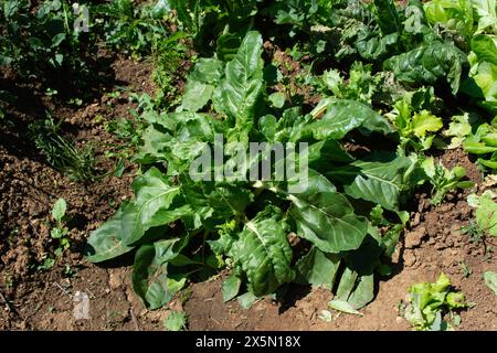 Garten mit Obst und Gemüse Stockfoto
