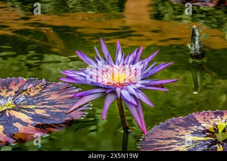 Foxfire, Vizcaya Museum and Gardens, Miami, Florida. Stockfoto