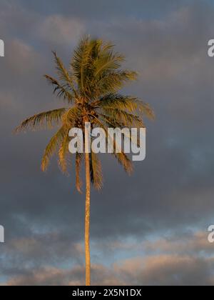 Kokospalmen vor hawaiianischem Himmel, Hamakua Coast, Hawaii Stockfoto