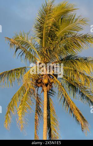 Kokospalmen vor hawaiianischem Himmel, Hamakua Coast, Hawaii Stockfoto