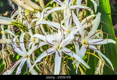 White Spider Crinum Lily Flowers, Waikiki, Honolulu, Hawaii. Stockfoto