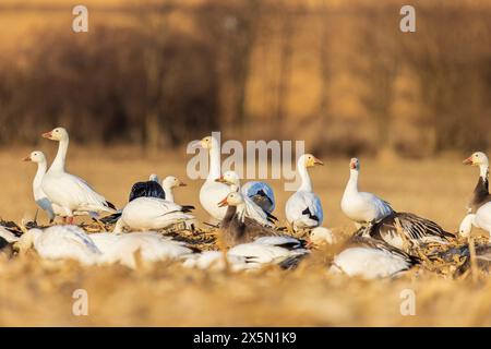 Schneegänse (Anser caerulescens) starten von Field, Marion County, Illinois. Stockfoto