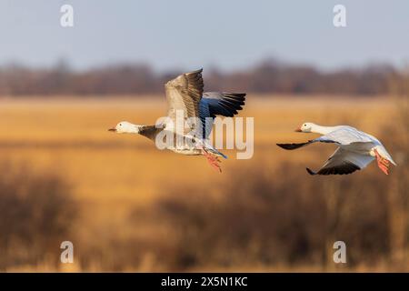 Schneegänse (Anser caerulescens) starten von Field, Marion County, Illinois. Stockfoto