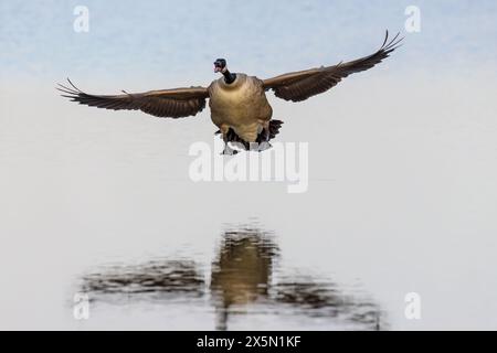 Die Kanadische Gänse (Branta canadensis) landet im Feuchtgebiet Marion County, Illinois. Stockfoto