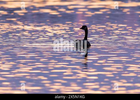 Canada Goose (Branta canadensis) im Feuchtgebiet bei Sonnenaufgang im Marion County, Illinois. Stockfoto