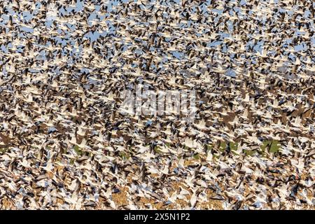 Schneegänse (Anser caerulescens) starten von Field, Marion County, Illinois. Stockfoto