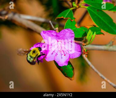 USA, Minnesota, Mendota Heights. Mohican Lane, Rhododendron und Hummel Stockfoto