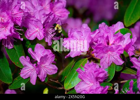 USA, Minnesota, Mendota Heights. Mohican Lane, Rhododendron und Hummel Stockfoto