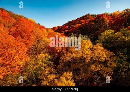 USA, Minnesota, Mendota Heights. Herbstfarbe, Ivey Falls Valley Stockfoto