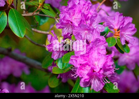 USA, Minnesota, Mendota Heights. Mohican Lane, Rhododendron und Hummel Stockfoto