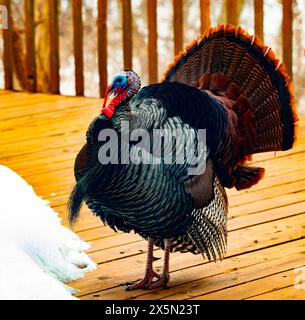 USA, Minnesota, Mendota Heights. Wild tom truthahn zeigt Stockfoto