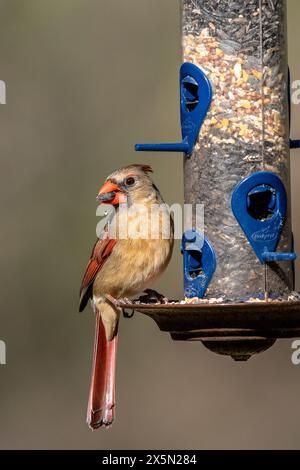 Ein weiblicher Kardinal auf einem Vogelfutter. Stockfoto