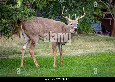 USA, Montana, Missoula. Weissschwanzhirsche, männlich, der Apfel in der Stadtgegend isst. Stockfoto