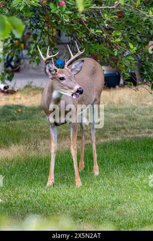 USA, Montana, Missoula. Männliche Weißschwanzhirsche, die von einem vorstädtischen Apfelbaum essen. Stockfoto