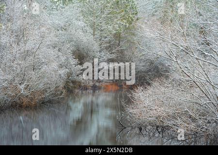 USA, New Jersey, Pine Barrens National Preserve. See und schneebedeckte Bäume im Winter. Stockfoto