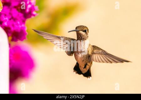 USA, New Mexico, Sandoval County, weibliche Kolibris im Flug mit Crepe myrte. Stockfoto