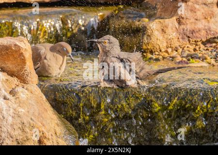 USA, New Mexico, Sandoval County. Vögel, die im Wasserfall des Brunnens baden. Stockfoto