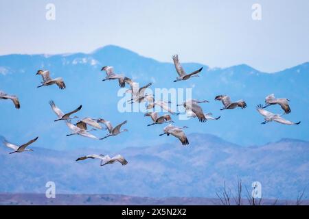 USA, New Mexico, Bernardo Wildlife Management Area. Sandhill-Krane im Flug. Stockfoto