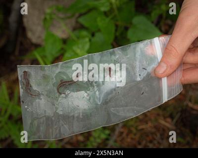 Drei kleine Salamander aus dem Sacramento Mountain, White Mountain Wilderness, New Mexico Stockfoto