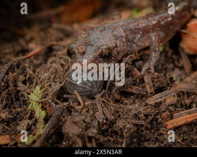 Sacramento Mountain Salamander mit Roly-Poly- oder Pille-Käfer im Mund, Aneides hardii, White Mountain Wilderness, New Mexico Stockfoto