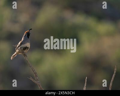 Gambels Wachtelmänner singen für Frauen, Frühling, Embudito Trail, Albuquerque, New Mexico Stockfoto