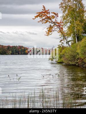 USA, New York, Adirondacks. Tupper Lake, Pickerelweed und farbenfrohe Bäume am Piercefield Flow Stockfoto